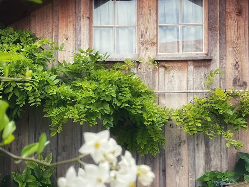 Lush, well-maintained garden greenery cared for by APEX on the Central Coast
